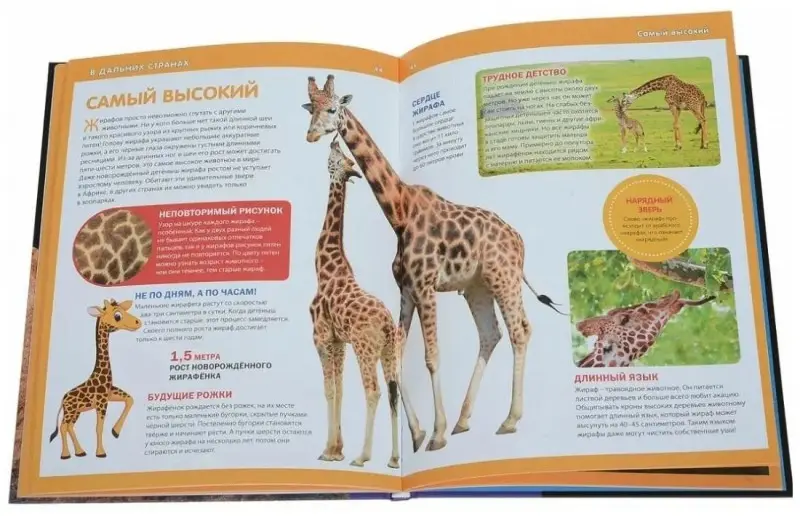 Детёныши животных. Детская энциклопедия