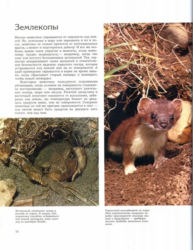 Способы защиты у животных. Теннер О.