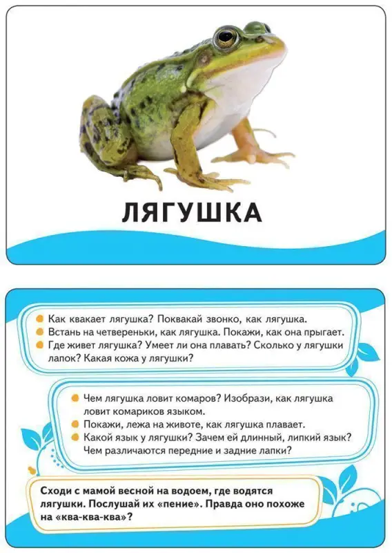 Развивающие карточки. Животные