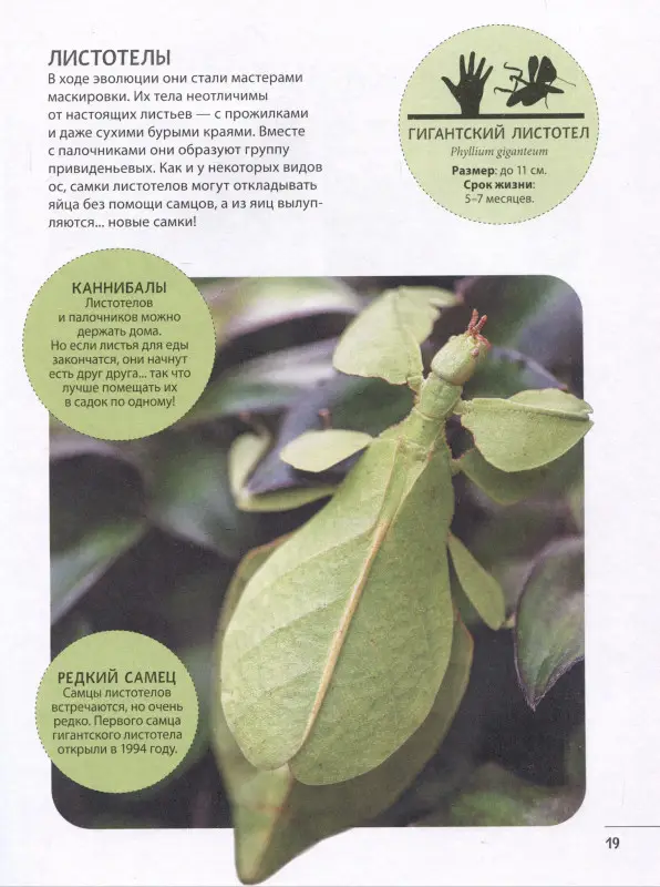 Невероятные насекомые и другие маленькие животные