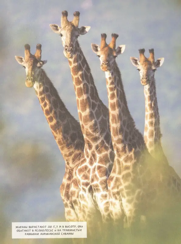 Уценка. Животные. Современная энциклопедия