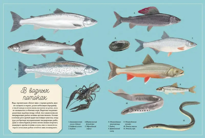 Уценка. Муми-тролли на рыбалке