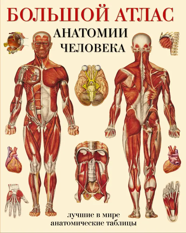 Уценка. Большой атлас анатомии человека