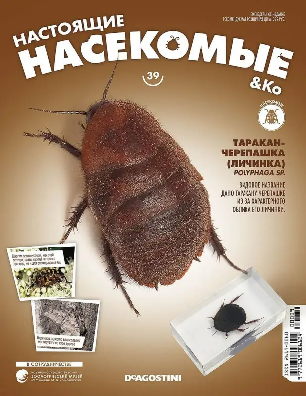 Журнал № 39 "Настоящие насекомые" (Таракан-черепашка (личинка) )