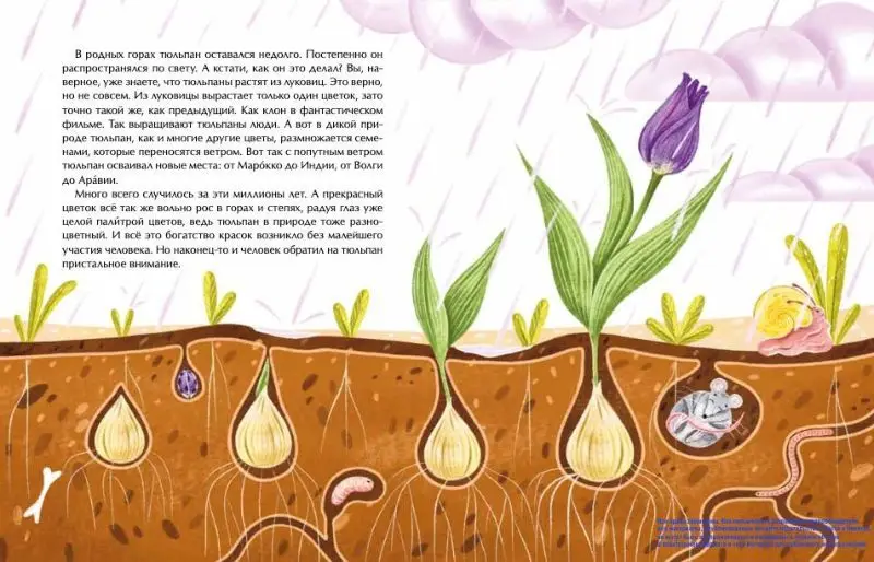 Тюльпан. Цветок султанов и мельников, Назаркин Николай Николаевич