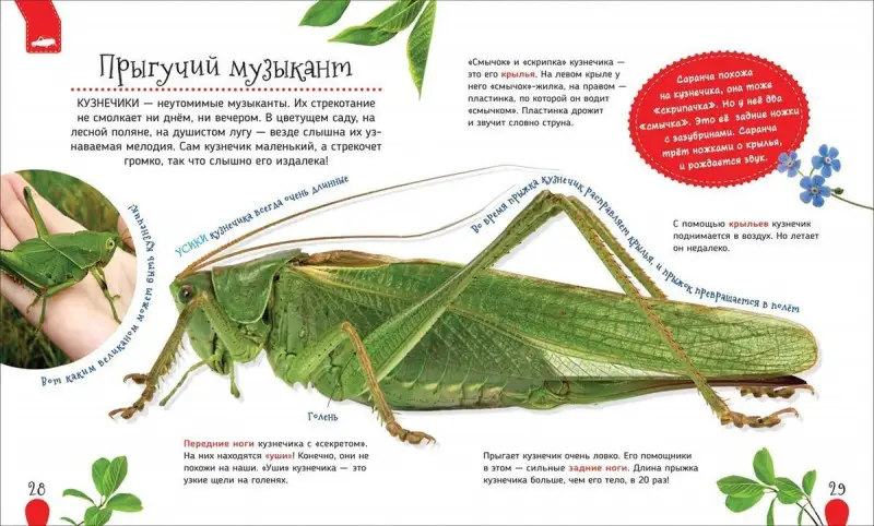 Насекомые (Первая энциклопедия)